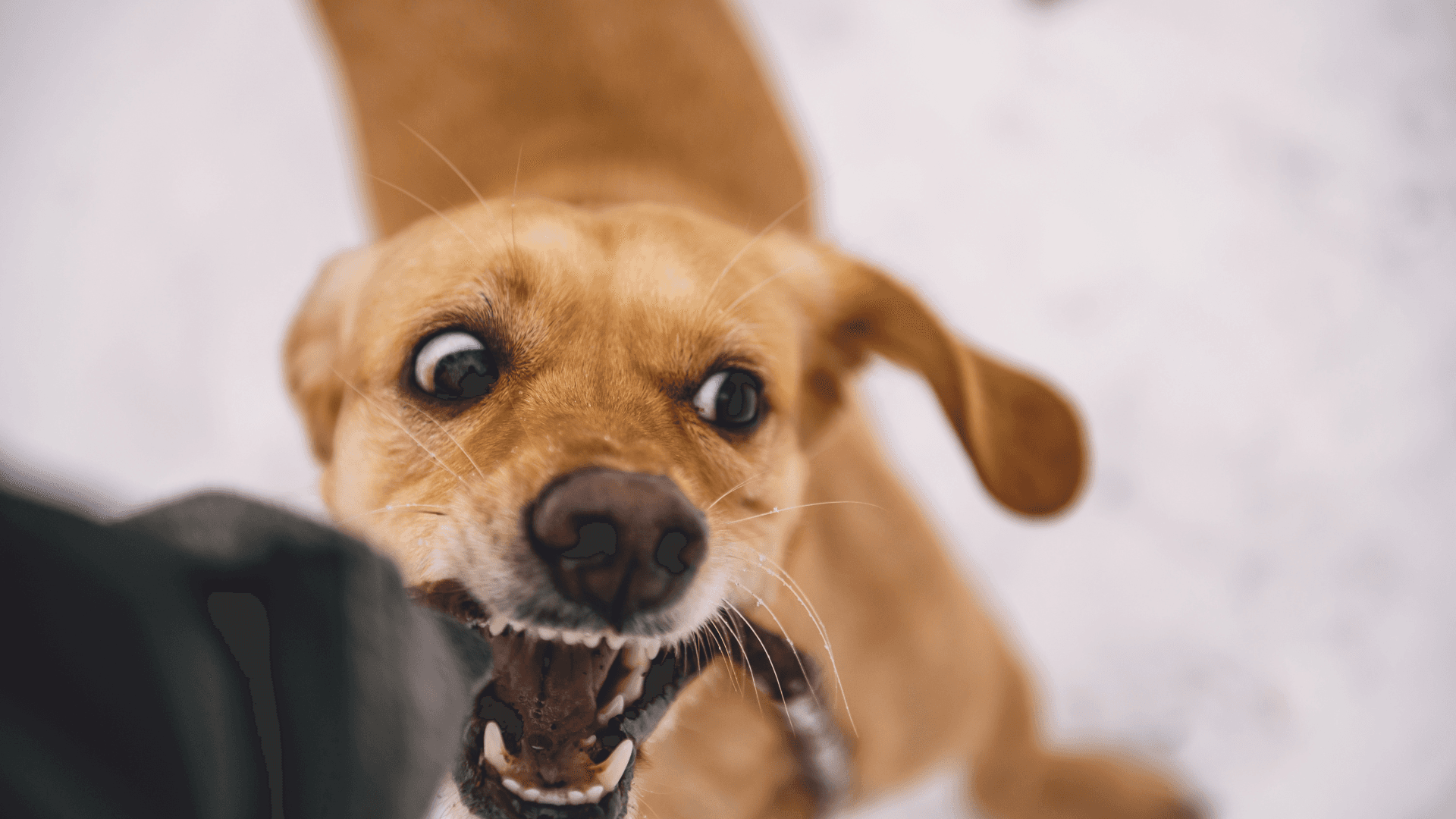 Dog Bite Lawyer